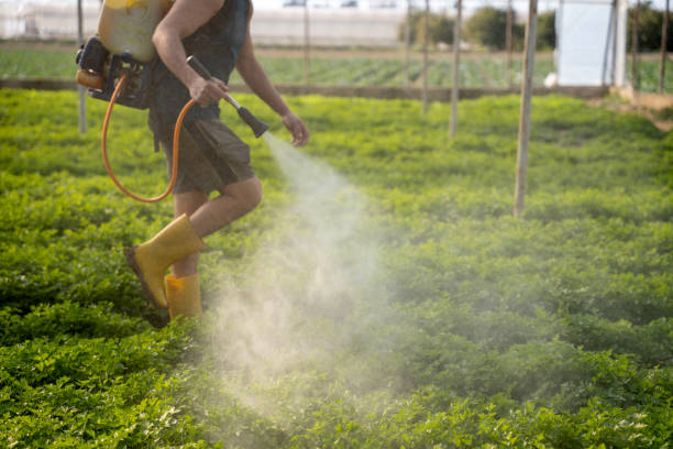 Best Local Pest Control Services  in West Springfield, VA