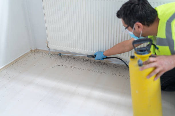 Best Flea Control Services  in West Springfield, VA