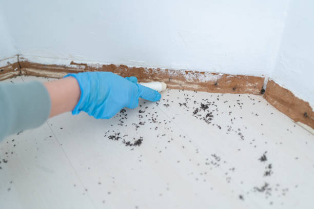 Trusted West Springfield, VA Pest Control Experts